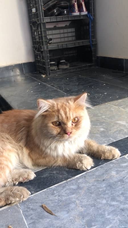 Persian Cat For Sale 4