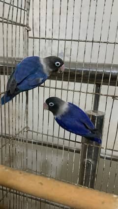 blue voilet breader pair good size bird 030848614O7 WhatsApp