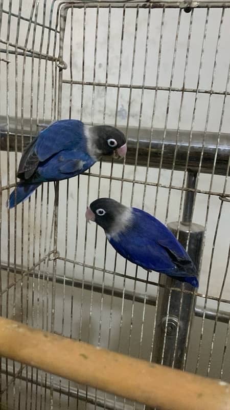 blue voilet breader pair good size bird 030848614O7 WhatsApp 1