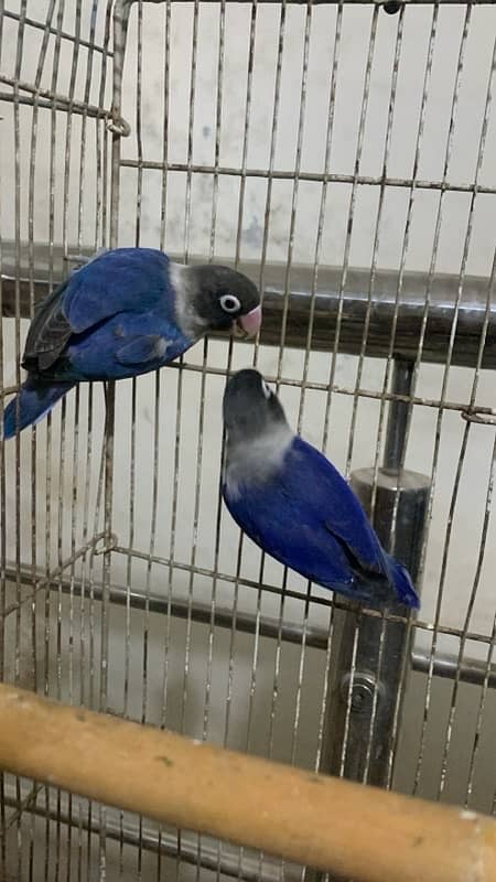 blue voilet breader pair good size bird 030848614O7 WhatsApp 2