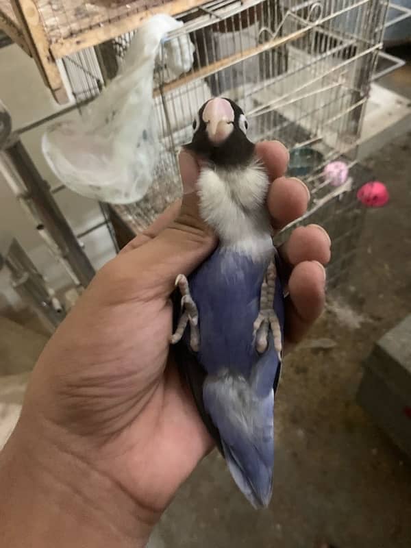 blue voilet breader pair good size bird 030848614O7 WhatsApp 3