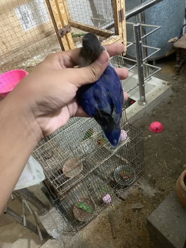 blue voilet breader pair good size bird 030848614O7 WhatsApp 4