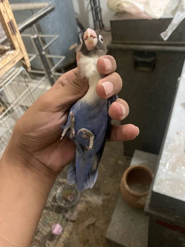 blue voilet breader pair good size bird 030848614O7 WhatsApp 5