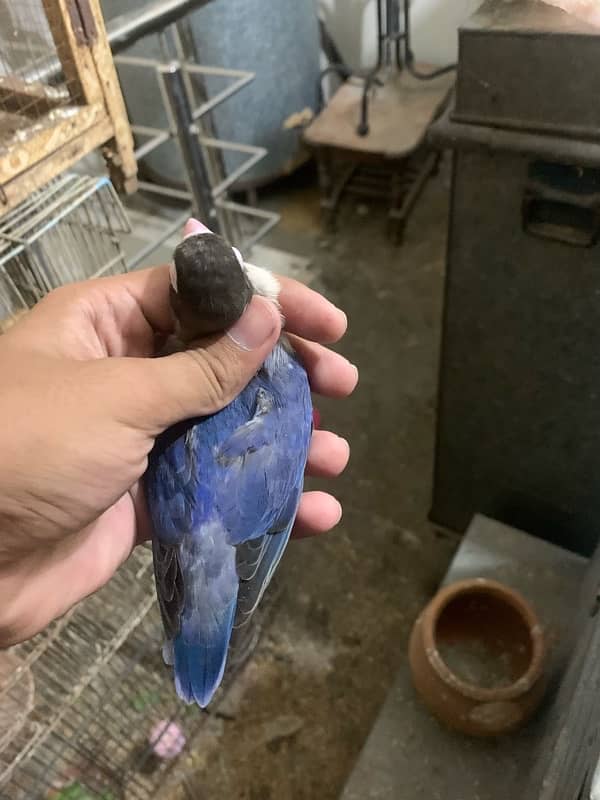 blue voilet breader pair good size bird 030848614O7 WhatsApp 6