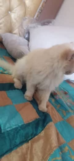 persion cat for sale