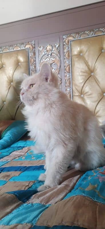 persion cat for sale 2