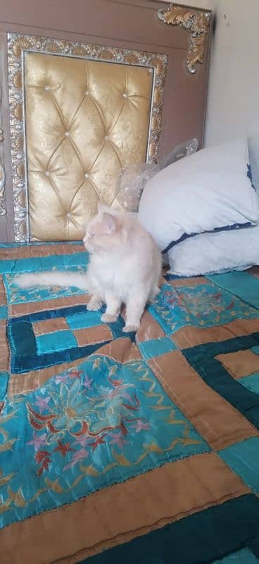 persion cat for sale 3