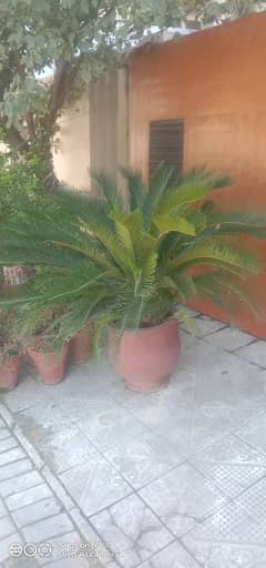 kangi palm plant