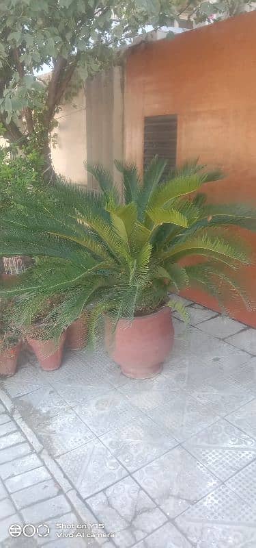 kangi palm plant 0