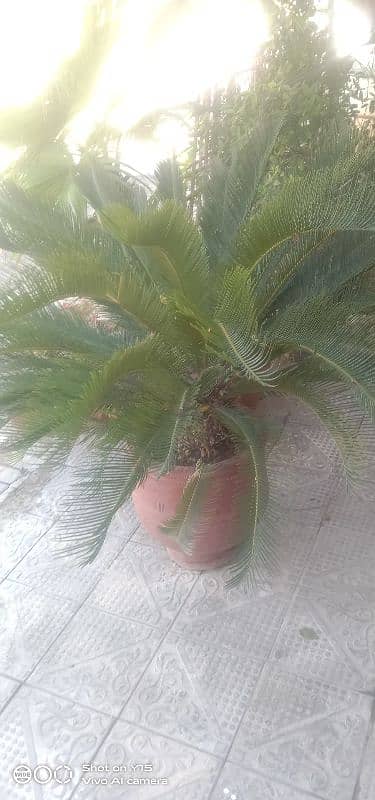 kangi palm plant 1