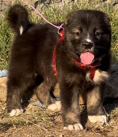 Bakarwal puppy male full security dogs havey bone for sale