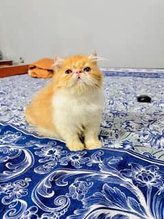 Persian cats / cute kittens /cat / cat baby / cat for sale