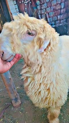 Mundra breed white colour sheep