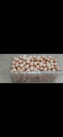 pure desi eggs