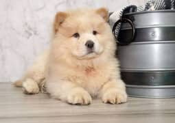 chow chow puppy