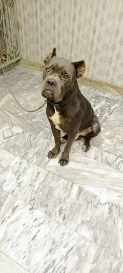 Cane Corso Dog For Sell Black/grey Color Urgent sell