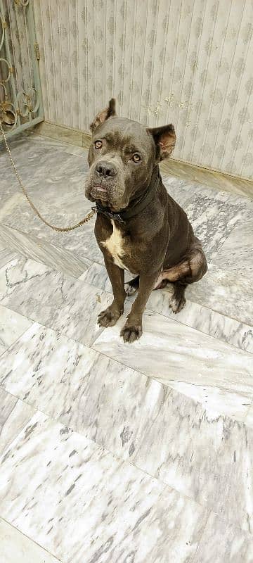 Cane Corso Dog For Sell Black/grey Color Urgent sell 0