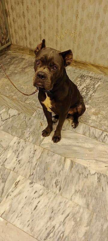 Cane Corso Dog For Sell Black/grey Color Urgent sell 1