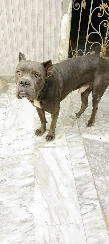 Cane Corso Dog For Sell Black/grey Color Urgent sell 2