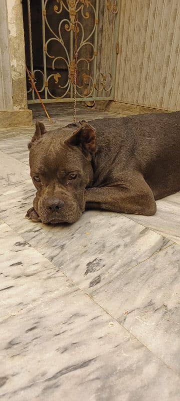 Cane Corso Dog For Sell Black/grey Color Urgent sell 3