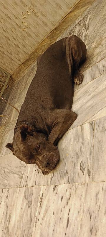 Cane Corso Dog For Sell Black/grey Color Urgent sell 4