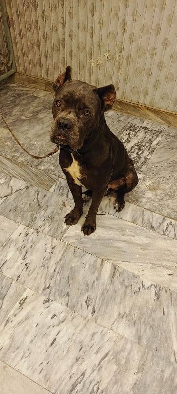 Cane Corso Dog For Sell Black/grey Color Urgent sell 5