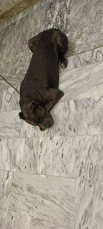 Cane Corso Dog For Sell Black/grey Color Urgent sell 6