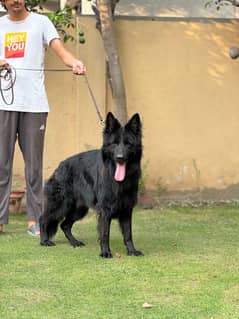 Black German Shepherd