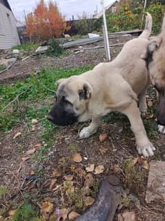 kangal females available for booking 0