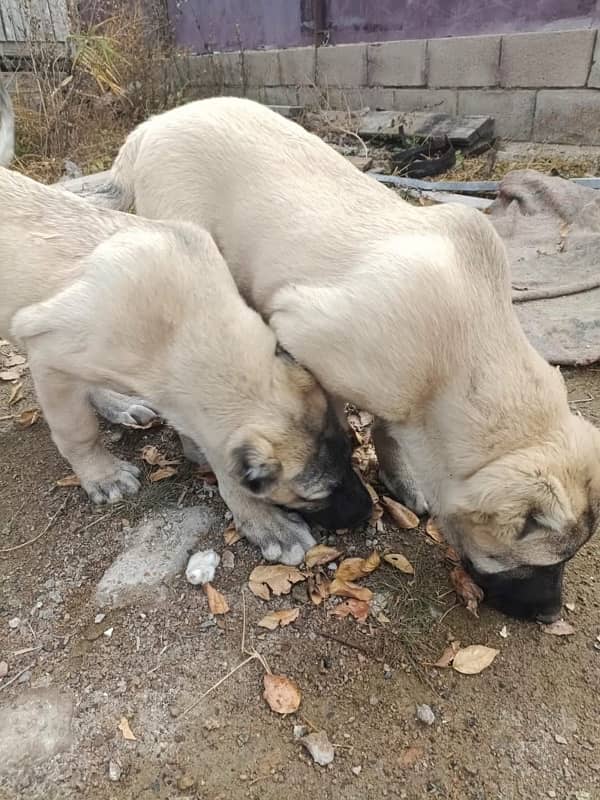 kangal females available for booking 2