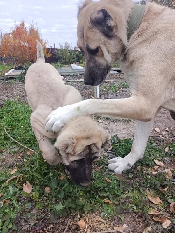 kangal females available for booking 3