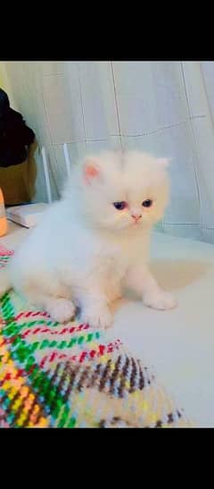 pareshan cat for sale WhatsApp number 03262308607 0