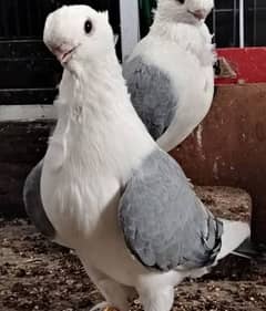 Breeder Pair Pigeons