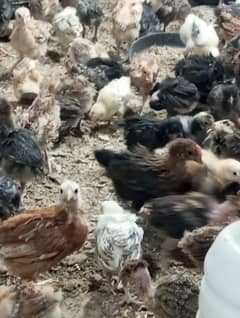 45 days old desi chicks/golden misri chicks/ desi choose/ desi hens