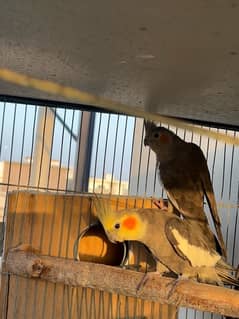 grey cockatiels pair for sale