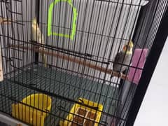 3 pair cocktail parrots with cage for sale