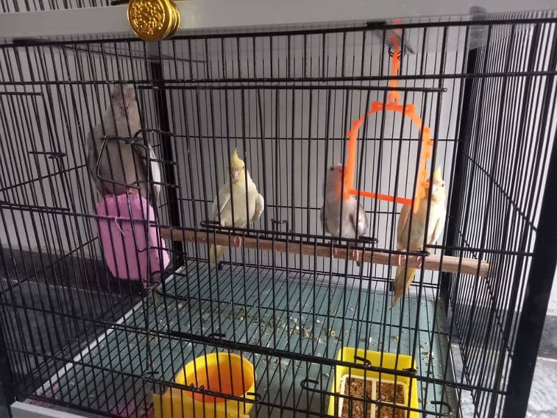 3 pair cocktail parrots with cage for sale 1