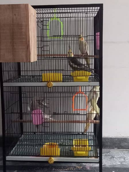 3 pair cocktail parrots with cage for sale 2