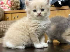 persian kitten for sale 3 kitten