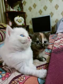 Persian kitten@ kitten @ cat@ Perisan cat@ Siamese @ odd eye@ blue eye