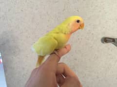 Fully Hand tamed Lovebird available