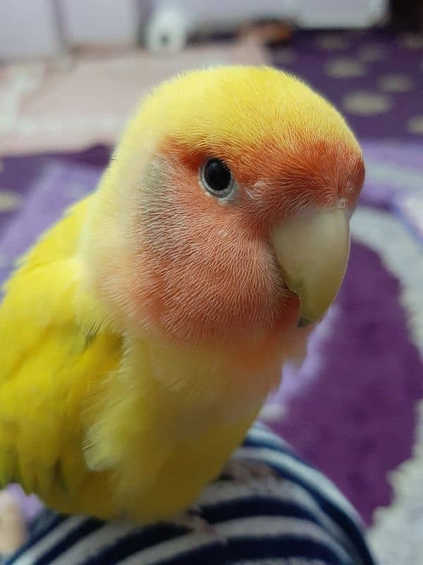 Fully Hand tamed Lovebird available 1