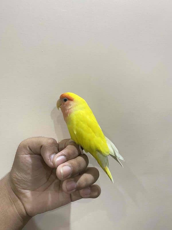 Fully Hand tamed Lovebird available 2