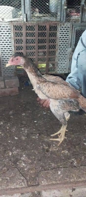 Aseel Hens, best aseel in pakistan 1