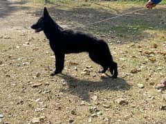 German Shephered (black shepherd) Female Dog Non pedigree