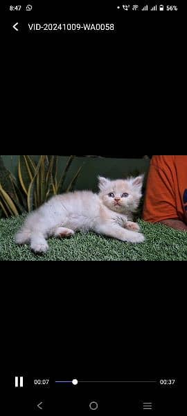 perisan punch face kittens male female both 1