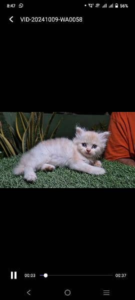 perisan punch face kittens male female both 3