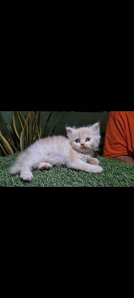 perisan punch face kittens male female both 4