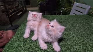 perisan punch face kittens male female both 0