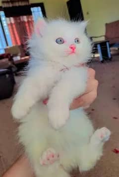 Beautiful persian kitten female for sale 0